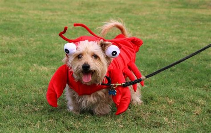 20 Adorable Dog Halloween Costumes You Can Buy Online