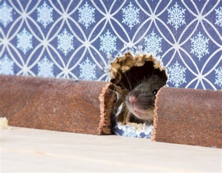 6 Places Mice Love to Hide in Your Basement