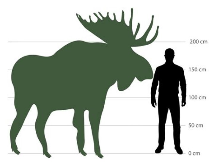 Cohen Muse Height, Weight, Age, Body Statistics