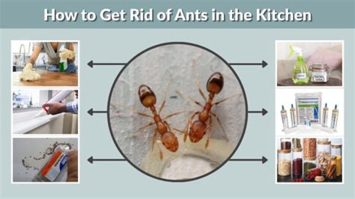 How to Get Rid of Ants in the Kitchen