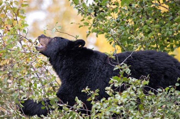 If You Live In These States, Look Out for Black Bears