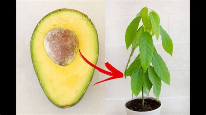 If You Notice This On an Avocado, Don’t Eat It, Experts Say — Best Life