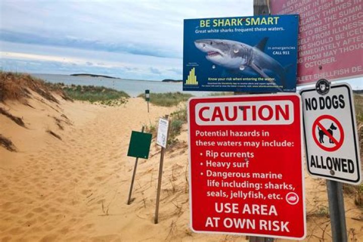 If You See This at the Beach, Don't Go in the Water, Experts Warn