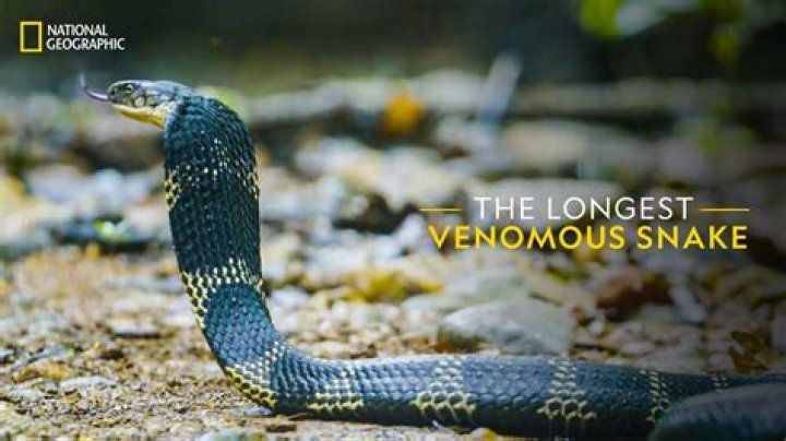 If You Smell This in Your Home, You May Have a Venomous Snake