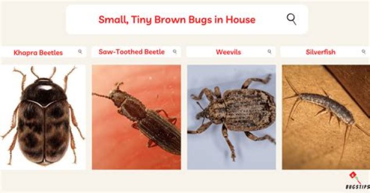 If Your House Smells Like This, You May Have a Bug Problem