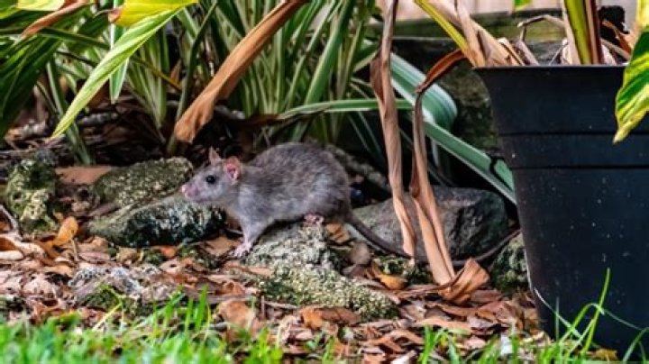 Keeping This in Your Yard Could Be Attracting Rats, Officials Warn