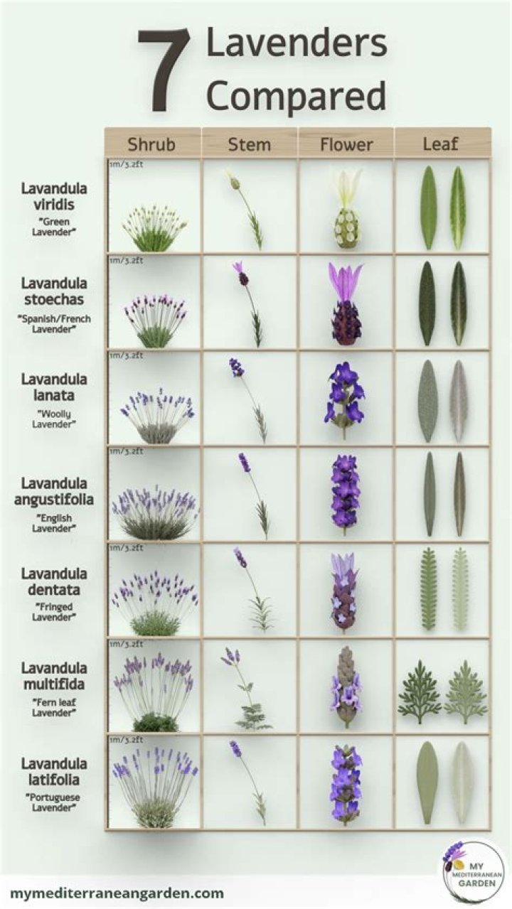 Lavender Is the Most Popular Flower in the U.S., Data Shows—Here's How to Grow It
