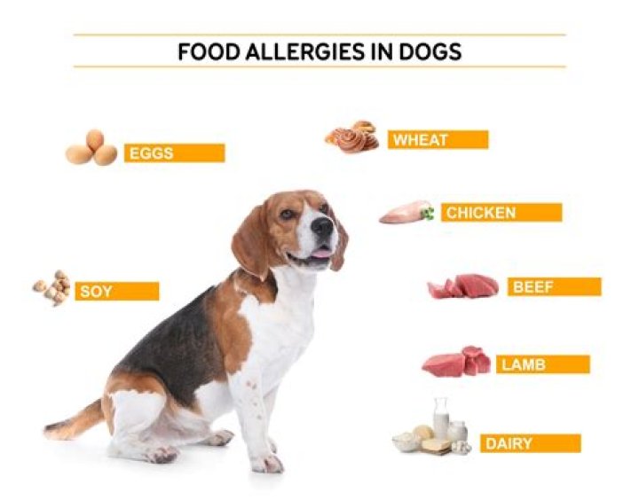 The 6 Best Dogs if You Have Allergies, Vets Say