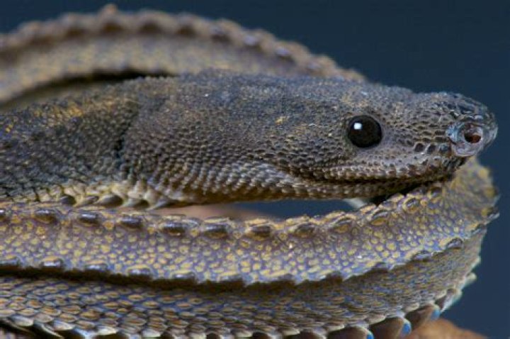 The 6 Creepiest-Looking Snakes, According to Experts — Best Life