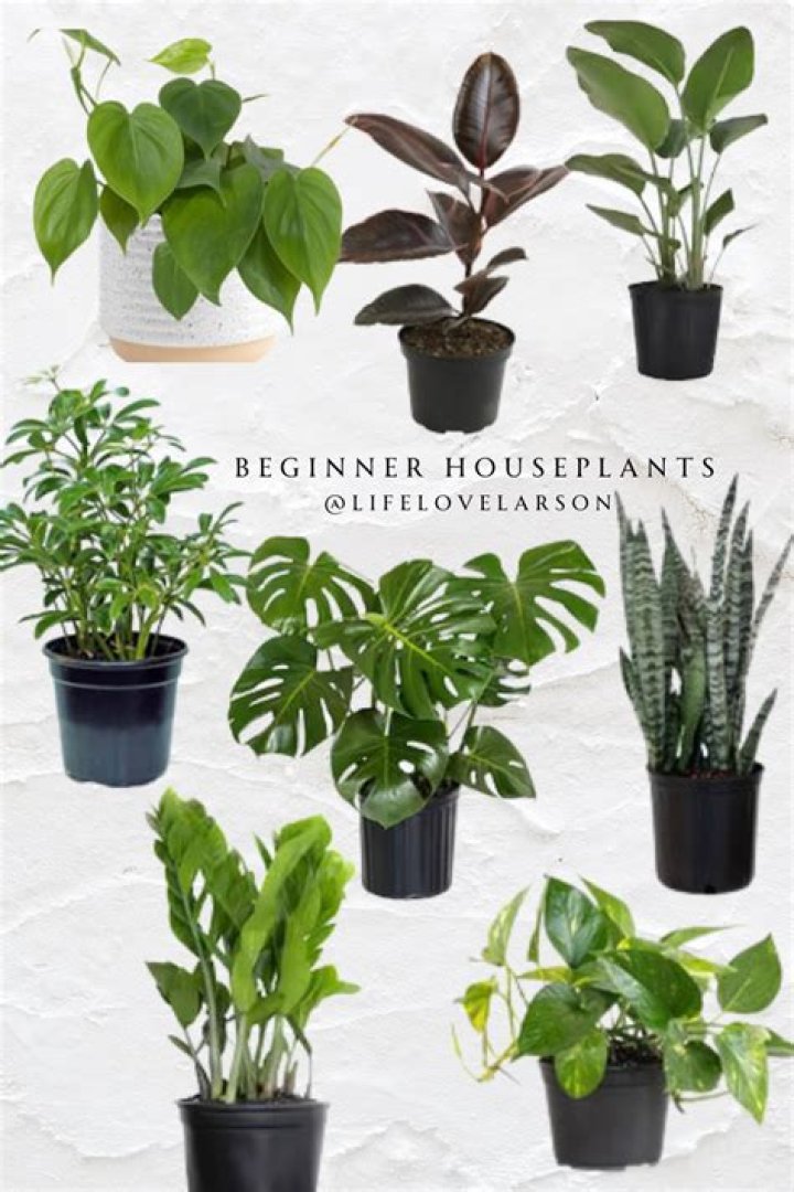 The 7 Best Houseplants for Winter — Best Life