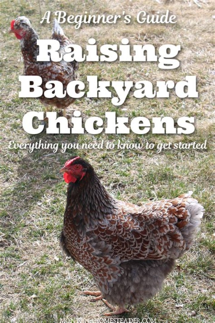 The Dos and Don'ts of Raising Backyard Chickens, According to Experts