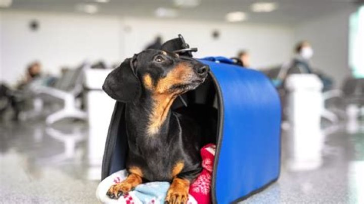 TSA Issues New Alert About Taking Pets Through Airport Security