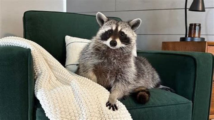 You're Attracting Raccoons to Your Home If You Don't Keep This Indoors