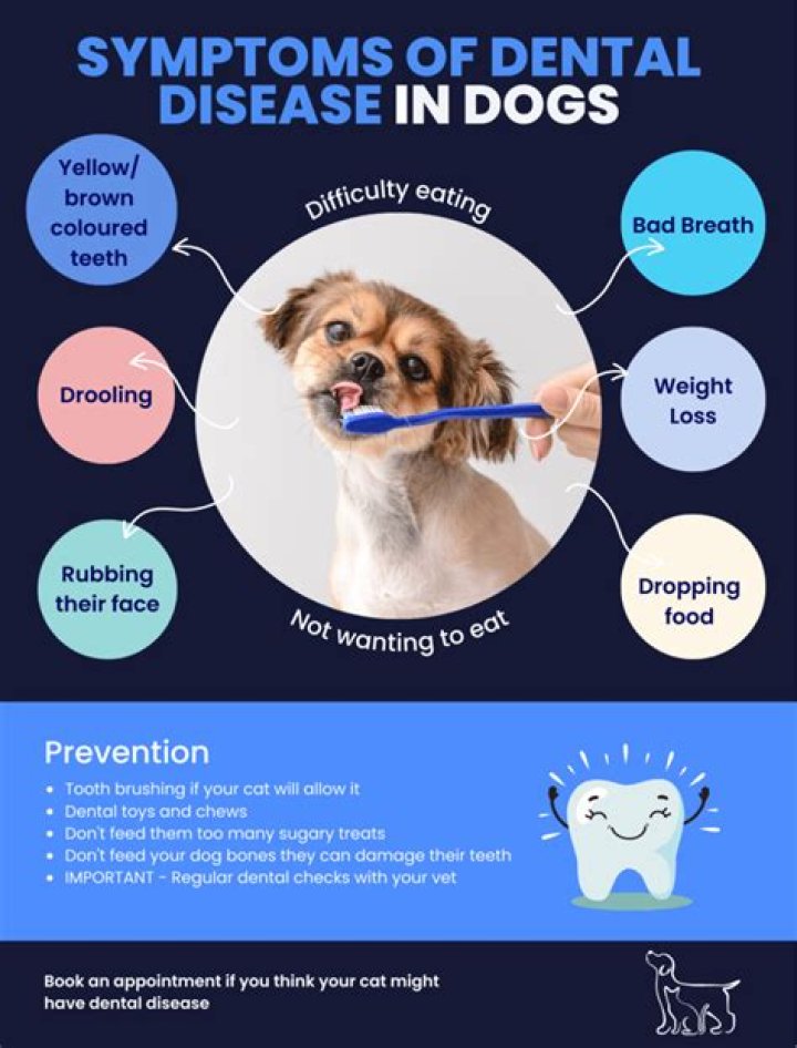 Your Dog Has a Mid-Life Crisis When They Hit This Age, Study Finds